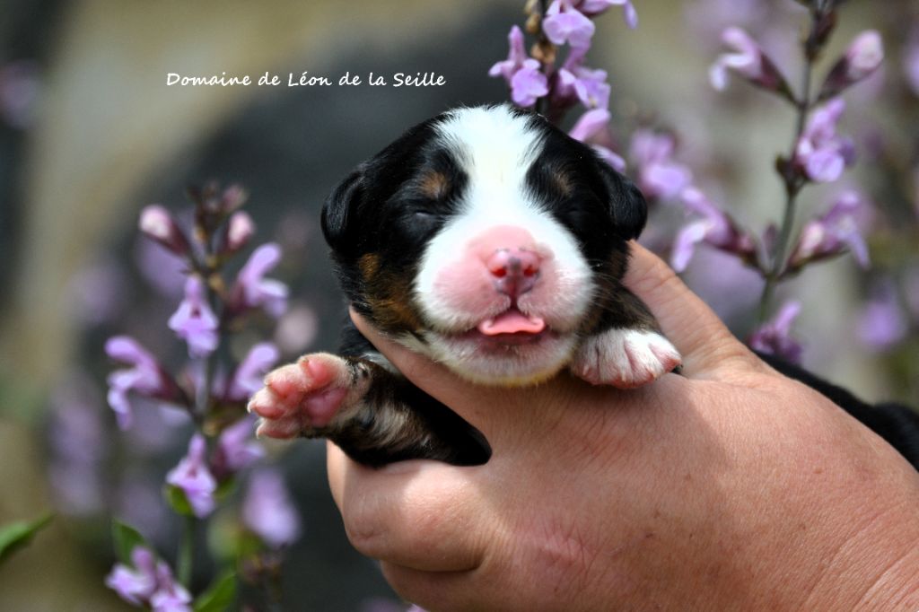 du Domaine De Léon De La Seille - Chiots disponibles - Bouvier Bernois