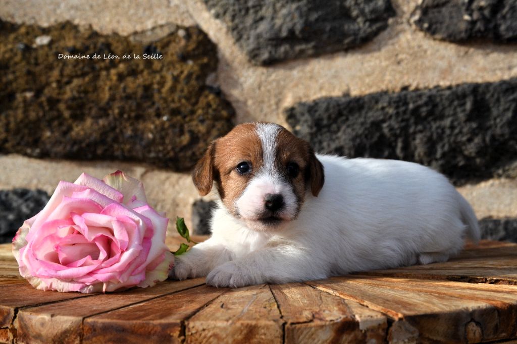 du Domaine De Léon De La Seille - Chiots disponibles - Jack Russell Terrier