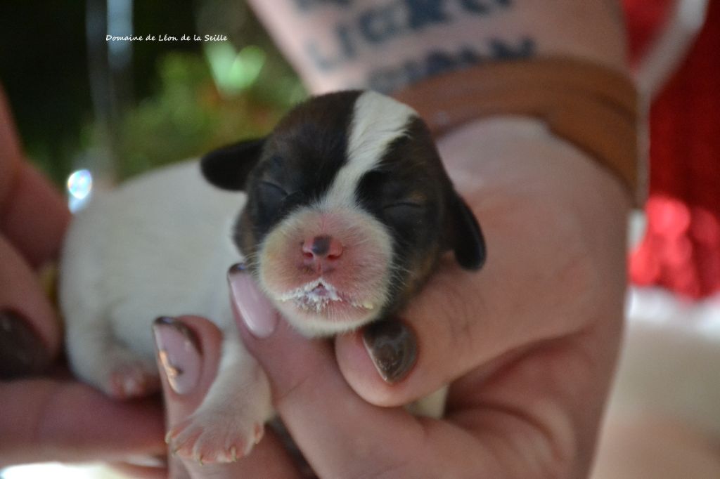 du Domaine De Léon De La Seille - Chiots disponibles - Jack Russell Terrier