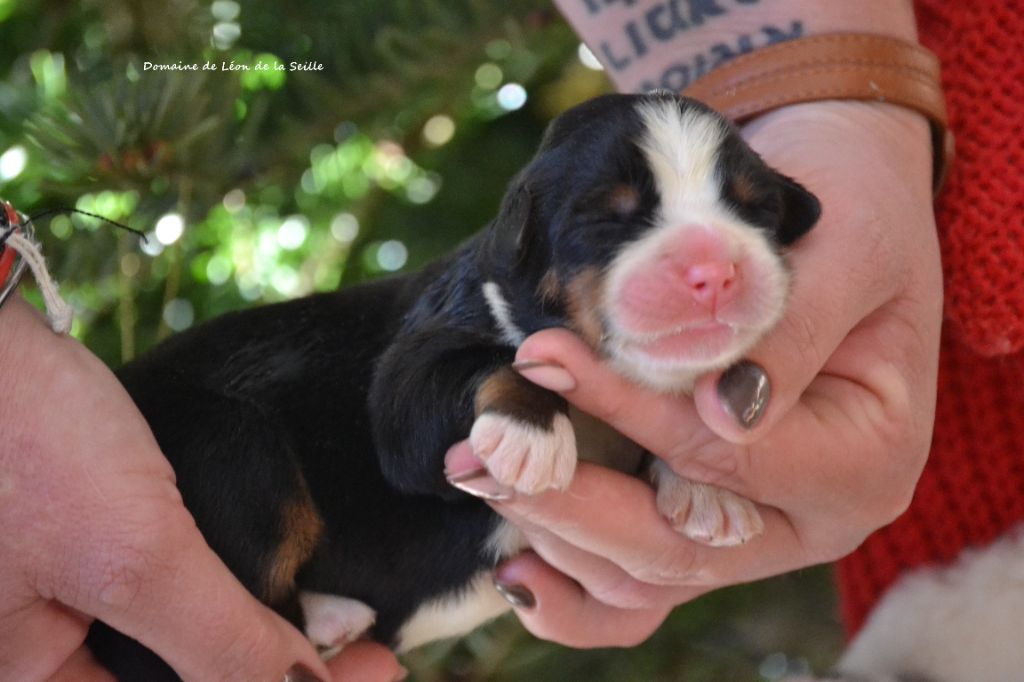du Domaine De Léon De La Seille - Chiots disponibles - Bouvier Bernois