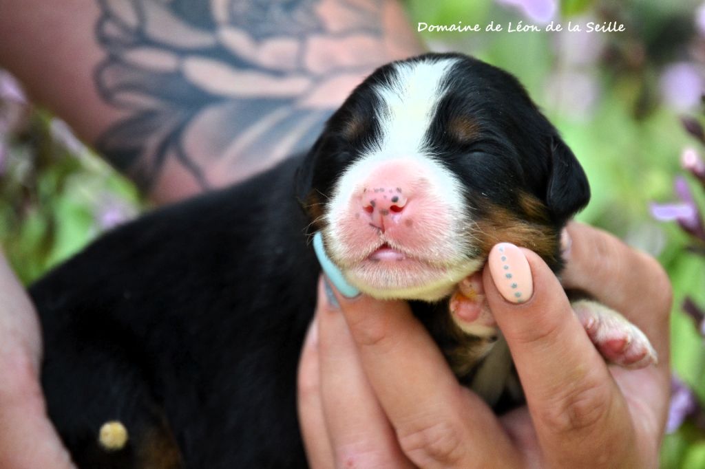 du Domaine De Léon De La Seille - Chiots disponibles - Bouvier Bernois