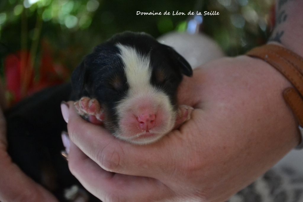 du Domaine De Léon De La Seille - Chiots disponibles - Bouvier Bernois