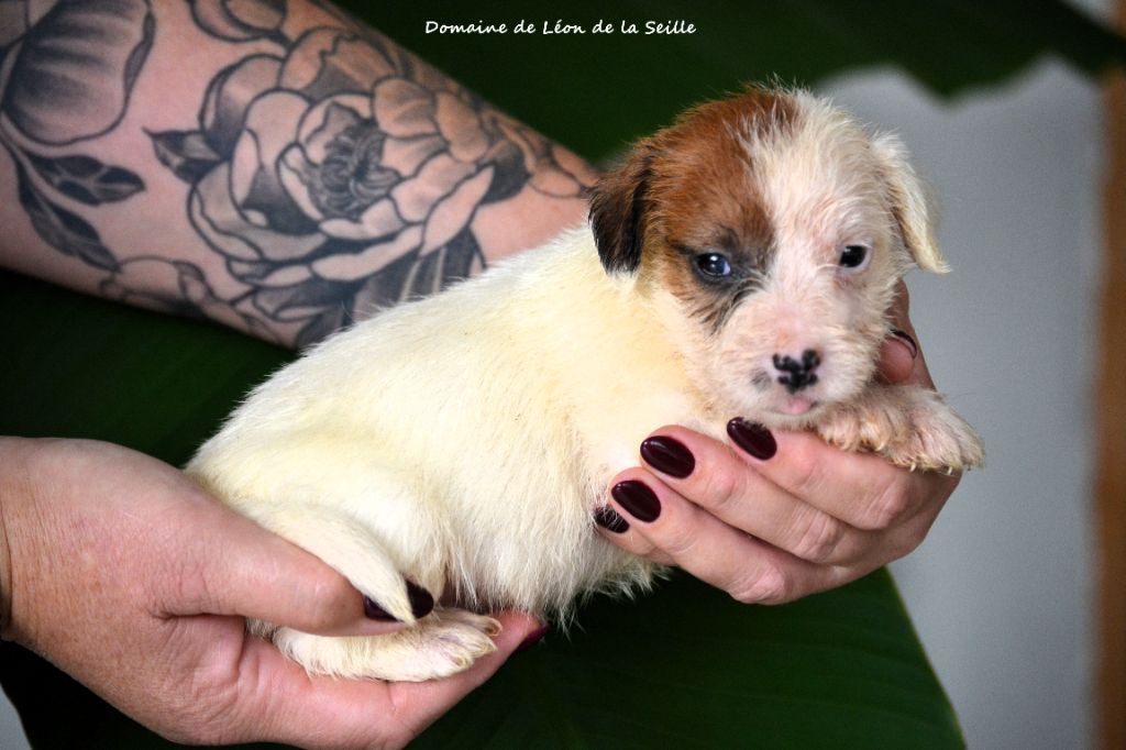du Domaine De Léon De La Seille - Chiots disponibles - Jack Russell Terrier