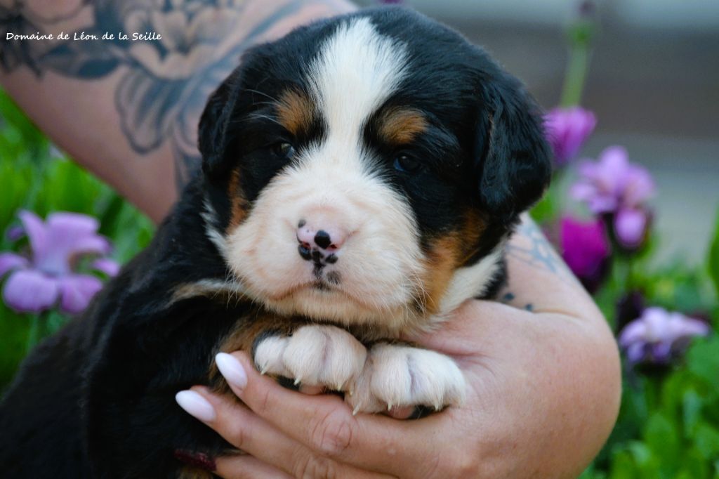 du Domaine De Léon De La Seille - Bouvier Bernois - Portée née le 23/09/2025