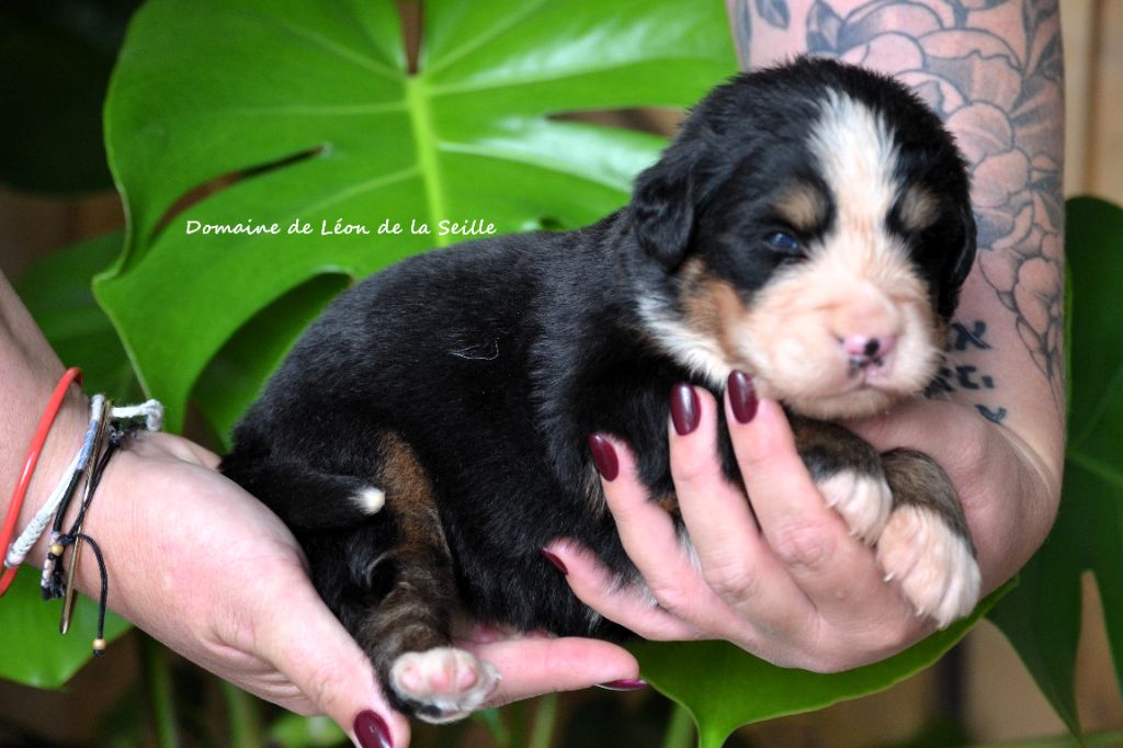 du Domaine De Léon De La Seille - Chiots disponibles - Bouvier Bernois