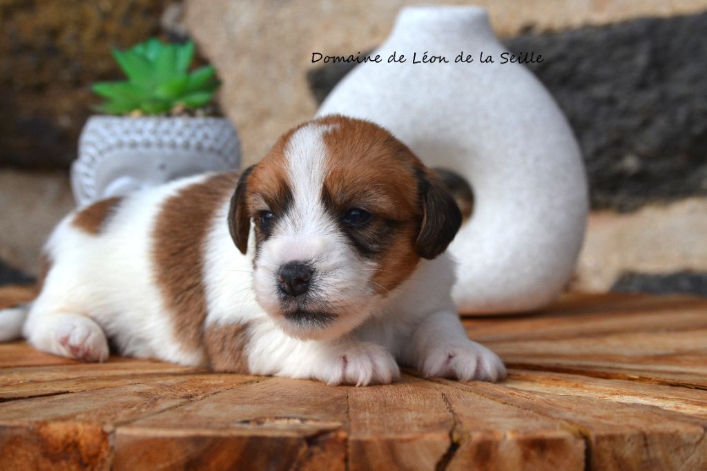 du Domaine De Léon De La Seille - Chiots disponibles - Jack Russell Terrier