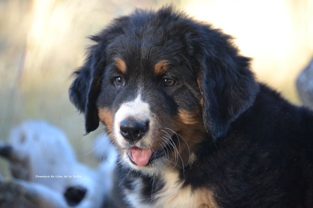 du Domaine De Léon De La Seille - Chiots disponibles - Bouvier Bernois