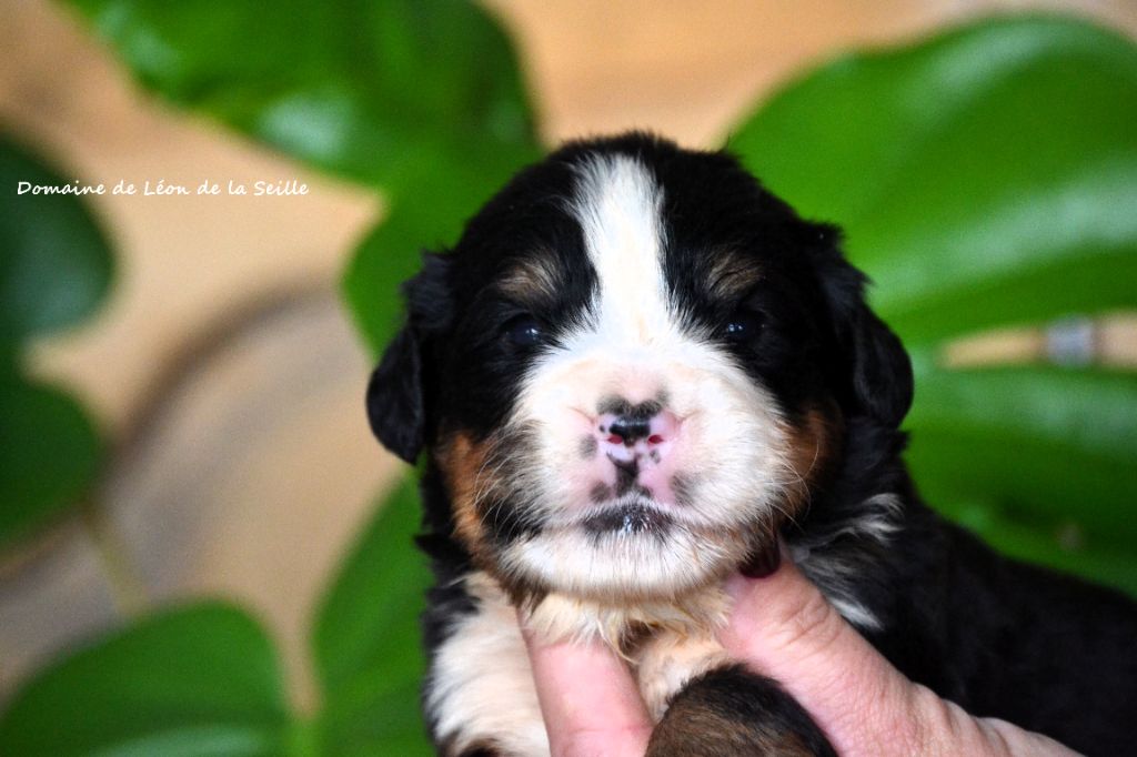 du Domaine De Léon De La Seille - Chiots disponibles - Bouvier Bernois