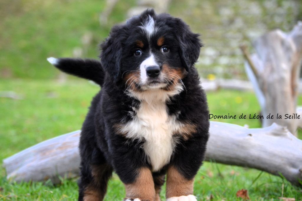 Chiot Bouvier Bernois du Domaine De Léon De La Seille