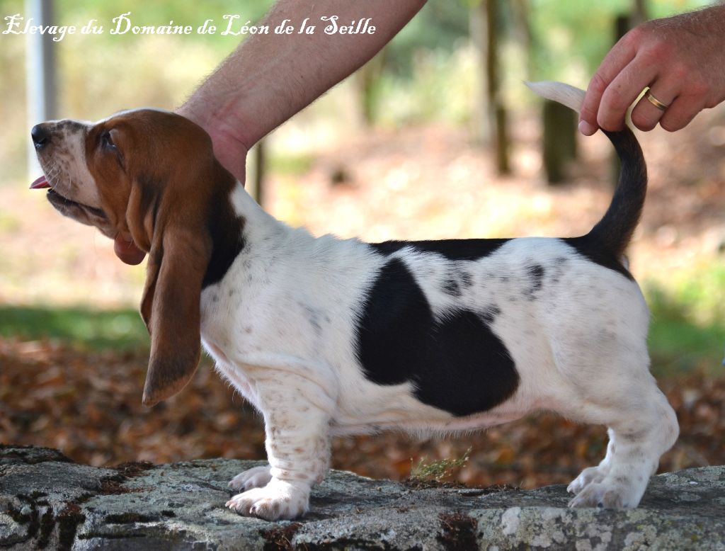 du Domaine De Léon De La Seille - Basset Hound - Portée née le 03/07/2023