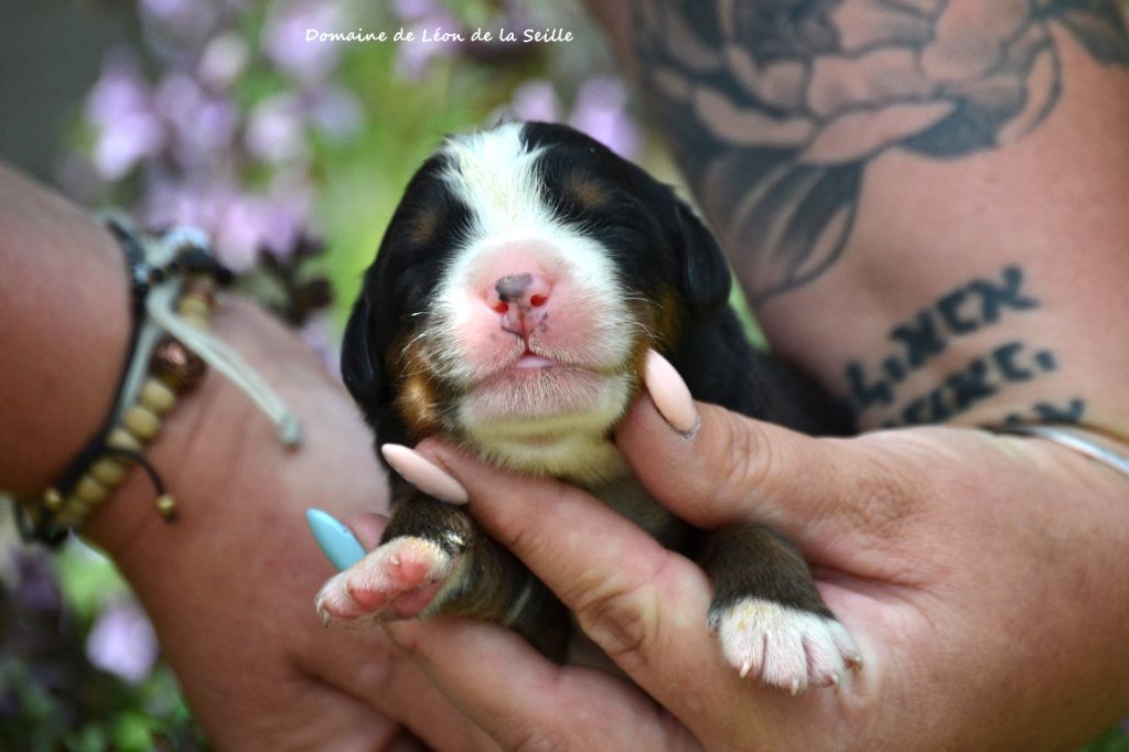 du Domaine De Léon De La Seille - Chiots disponibles - Bouvier Bernois
