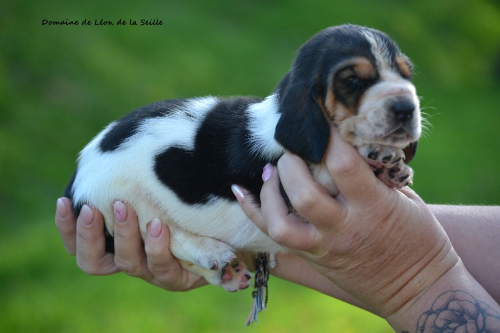 du Domaine De Léon De La Seille - Chiots disponibles - Basset Hound