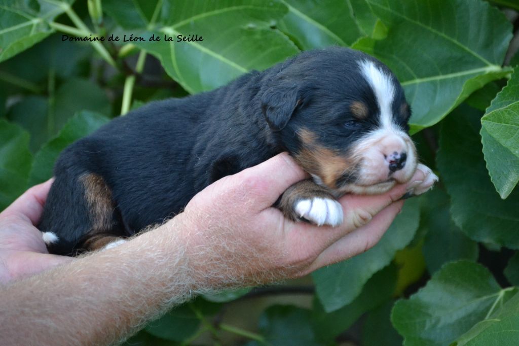 du Domaine De Léon De La Seille - Chiots disponibles - Bouvier Bernois