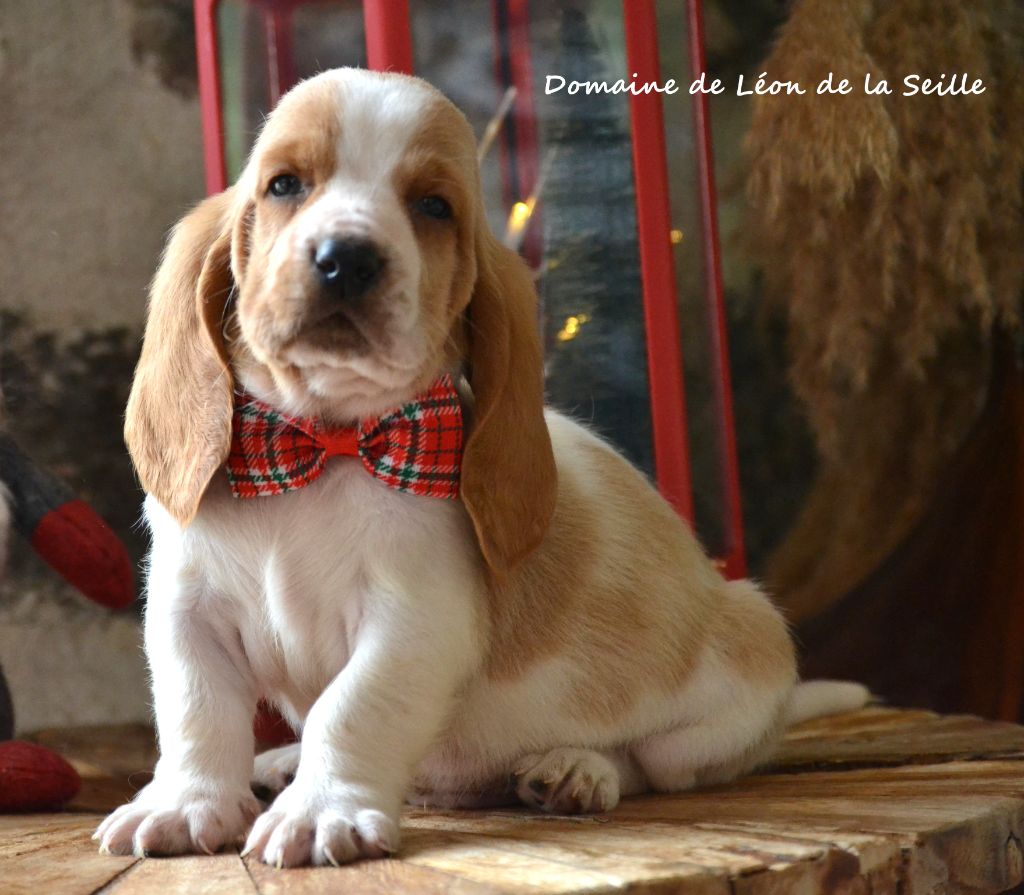 du Domaine De Léon De La Seille - Chiots disponibles - Basset Hound