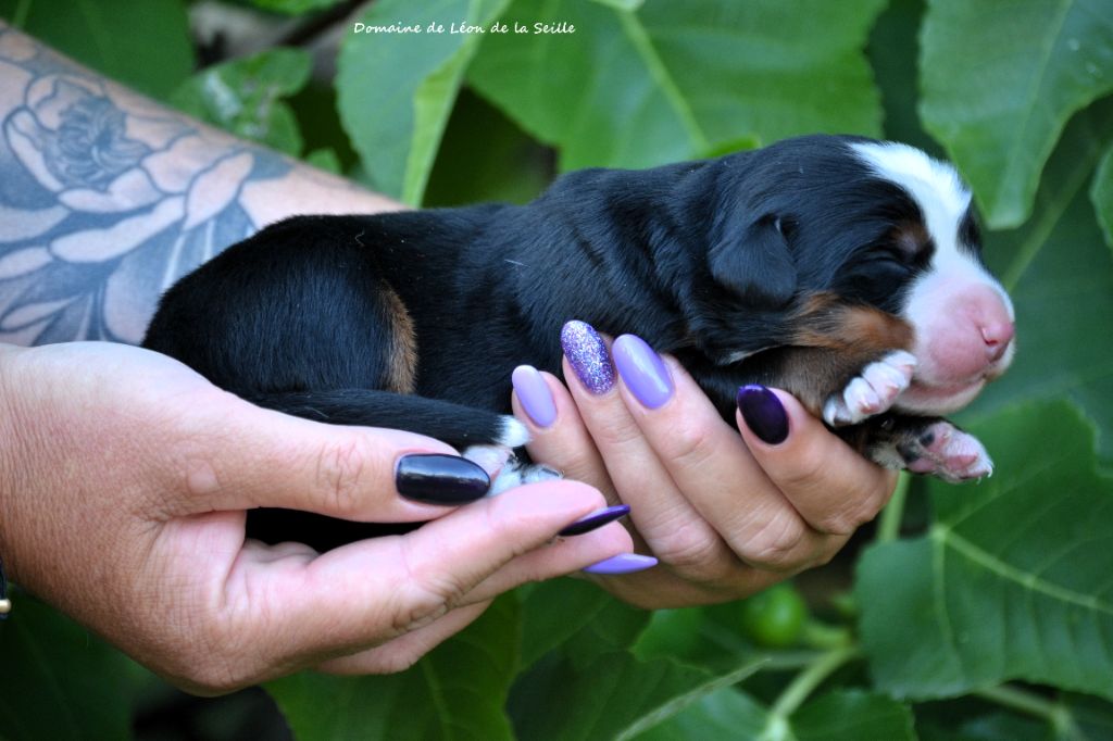 du Domaine De Léon De La Seille - Chiots disponibles - Bouvier Bernois
