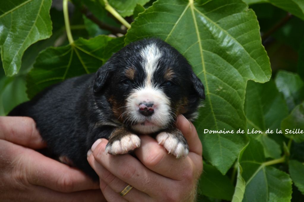du Domaine De Léon De La Seille - Chiots disponibles - Bouvier Bernois