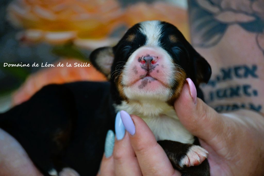 du Domaine De Léon De La Seille - Chiots disponibles - Bouvier Bernois