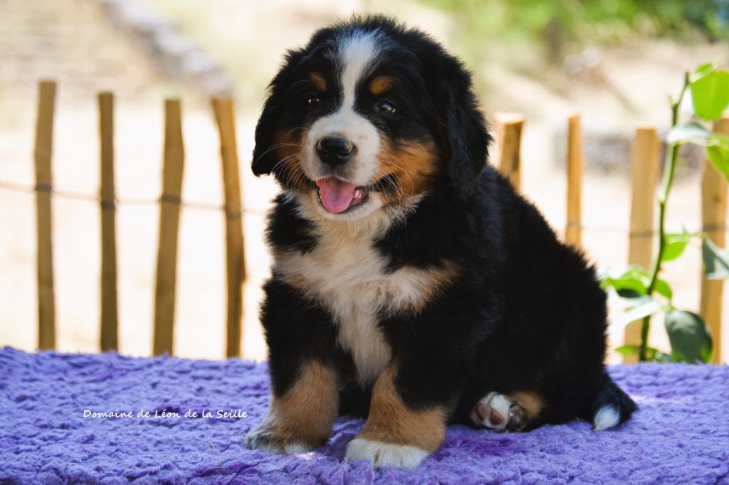 du Domaine De Léon De La Seille - Chiots disponibles - Bouvier Bernois