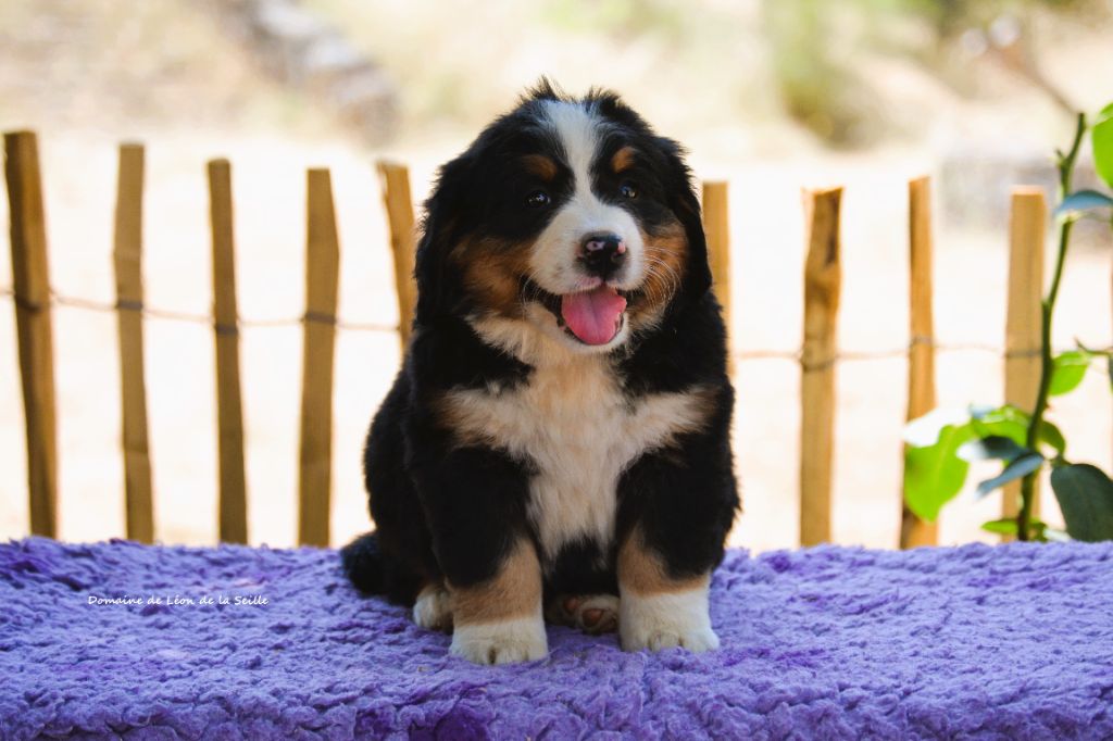 du Domaine De Léon De La Seille - Chiots disponibles - Bouvier Bernois
