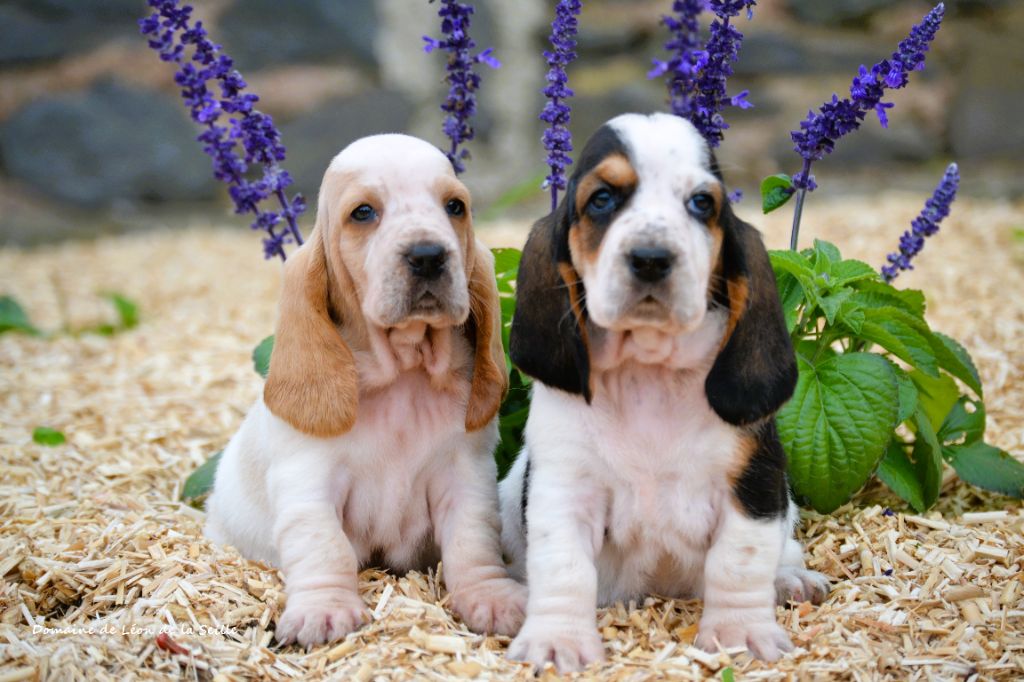 du Domaine De Léon De La Seille - Basset Hound - Portée née le 26/04/2025