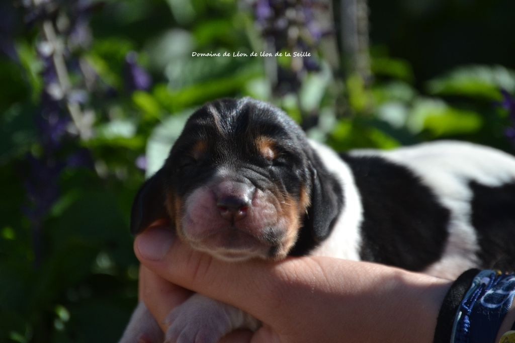 du Domaine De Léon De La Seille - Chiots disponibles - Basset Hound
