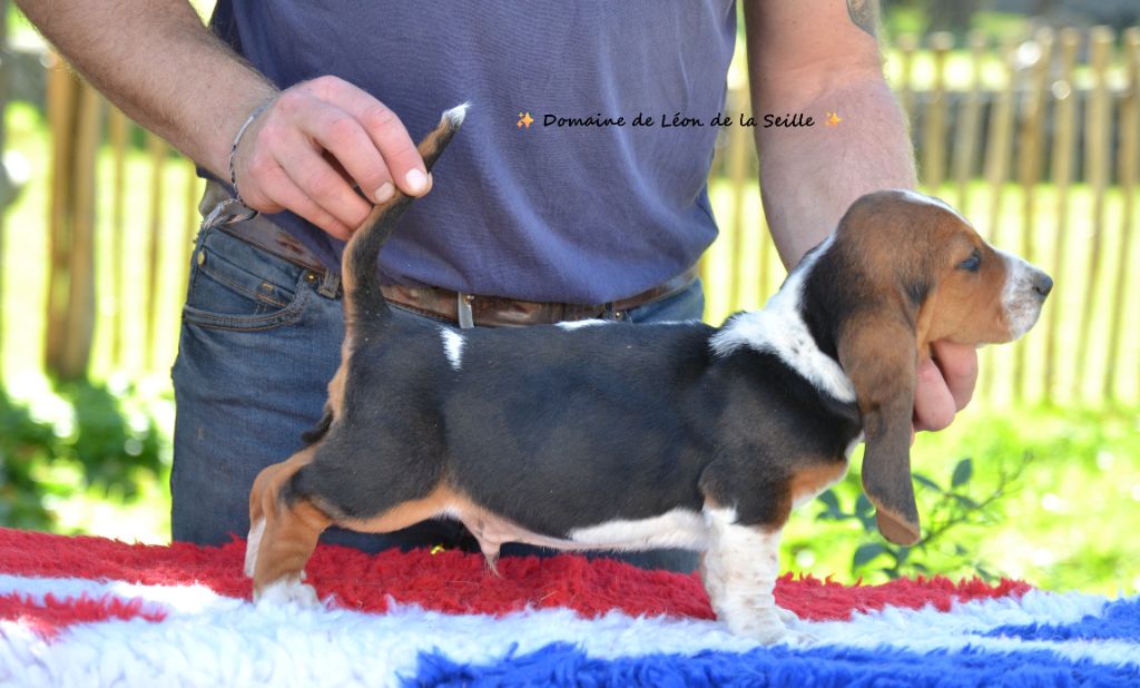 du Domaine De Léon De La Seille - Chiots disponibles - Basset Hound