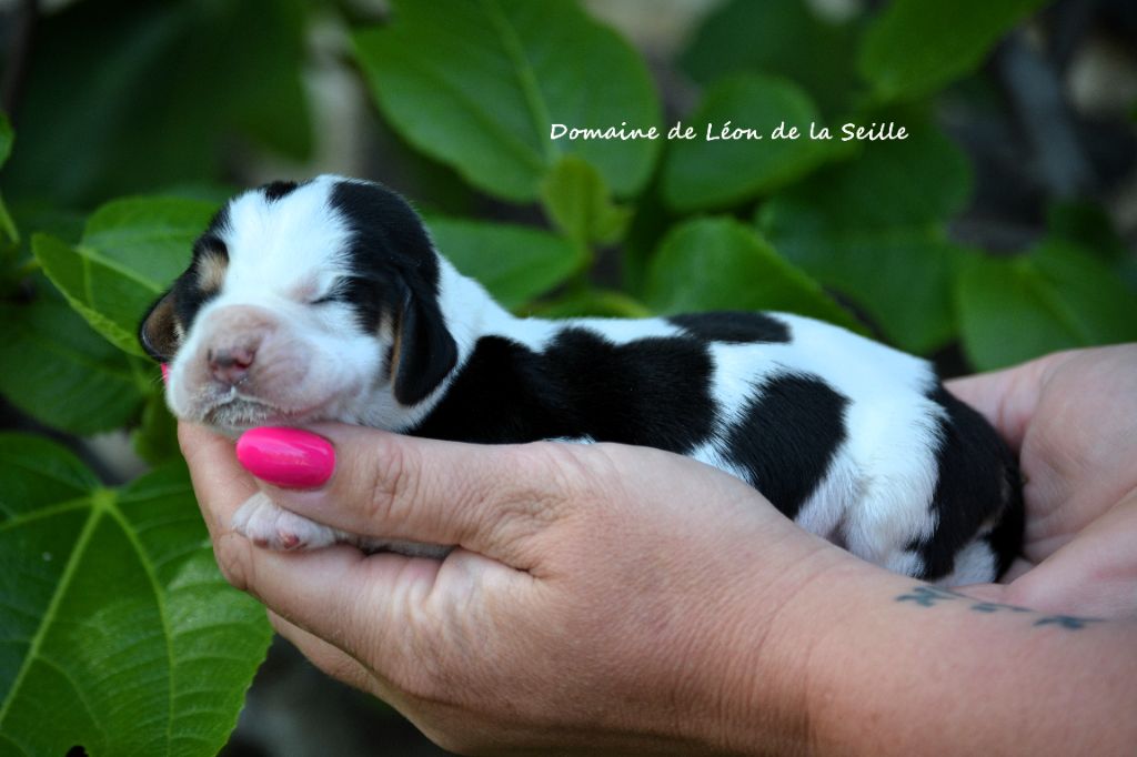 du Domaine De Léon De La Seille - Chiots disponibles - Basset Hound