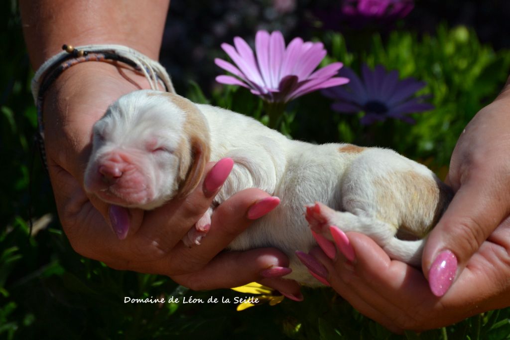 du Domaine De Léon De La Seille - Chiots disponibles - Basset Hound
