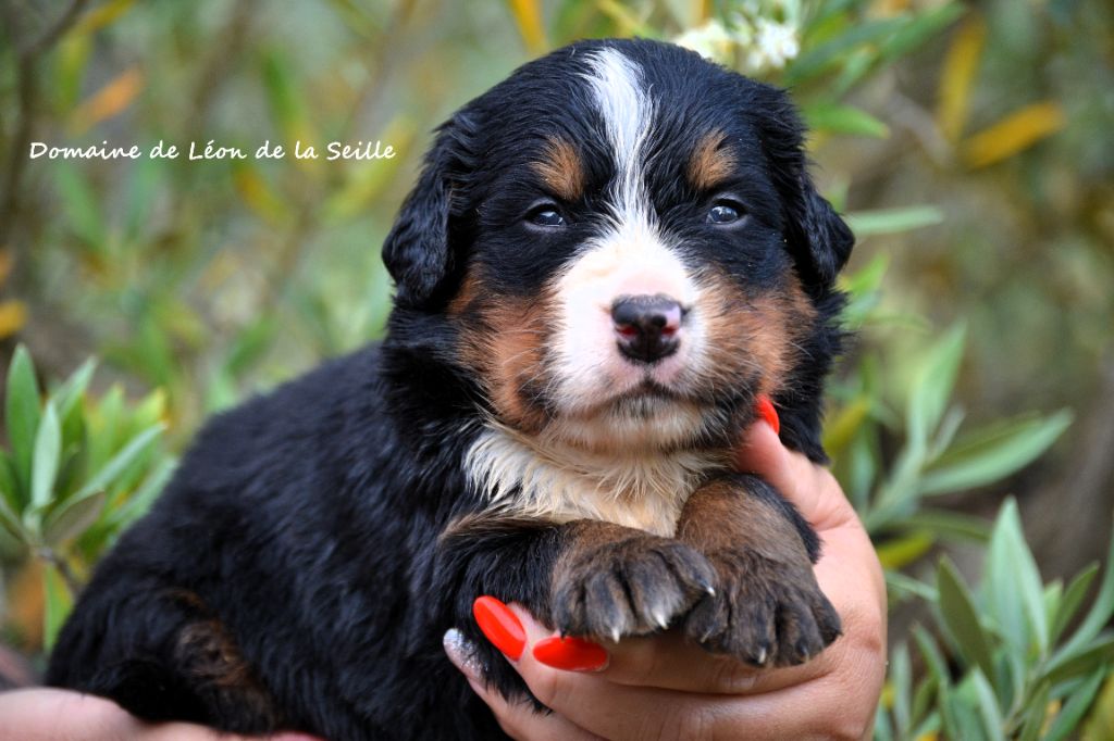 du Domaine De Léon De La Seille - Chiots disponibles - Bouvier Bernois