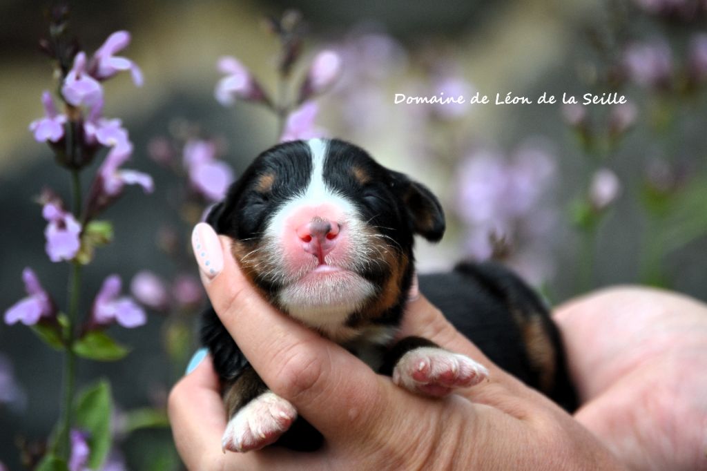 du Domaine De Léon De La Seille - Chiots disponibles - Bouvier Bernois