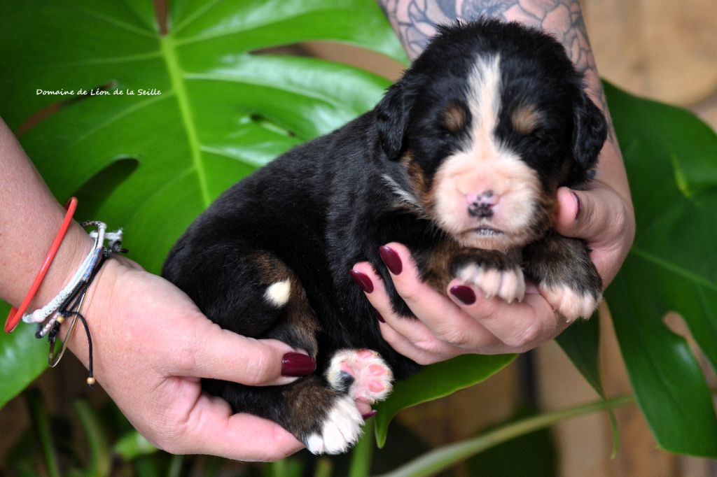 du Domaine De Léon De La Seille - Chiots disponibles - Bouvier Bernois