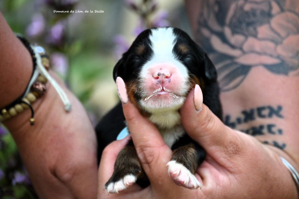du Domaine De Léon De La Seille - Chiots disponibles - Bouvier Bernois