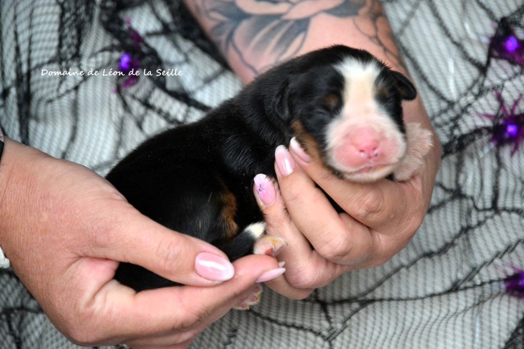 du Domaine De Léon De La Seille - Chiots disponibles - Bouvier Bernois