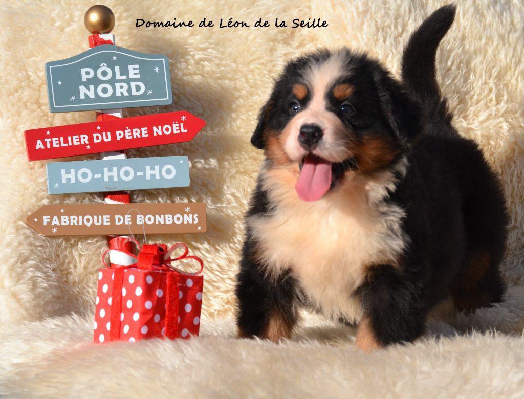 du Domaine De Léon De La Seille - Bouvier Bernois - Portée née le 22/10/2025