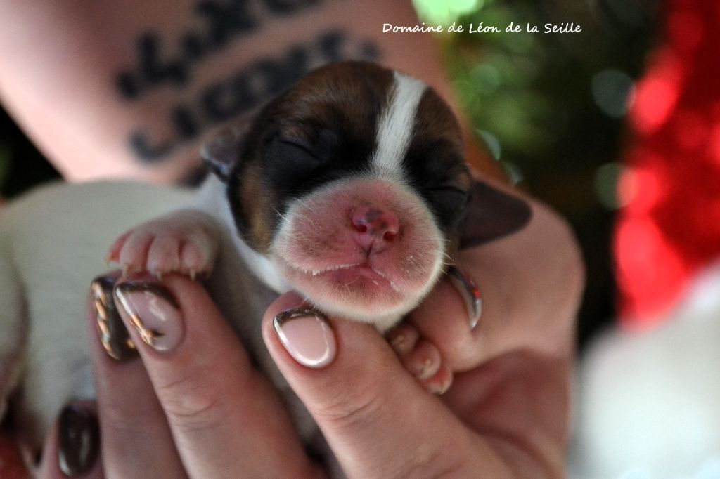 du Domaine De Léon De La Seille - Chiots disponibles - Jack Russell Terrier