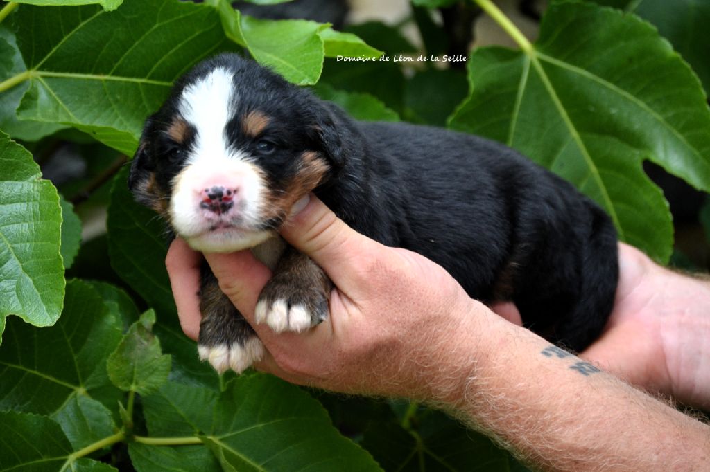 du Domaine De Léon De La Seille - Chiots disponibles - Bouvier Bernois