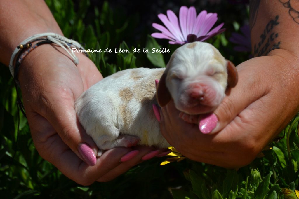 du Domaine De Léon De La Seille - Chiots disponibles - Basset Hound