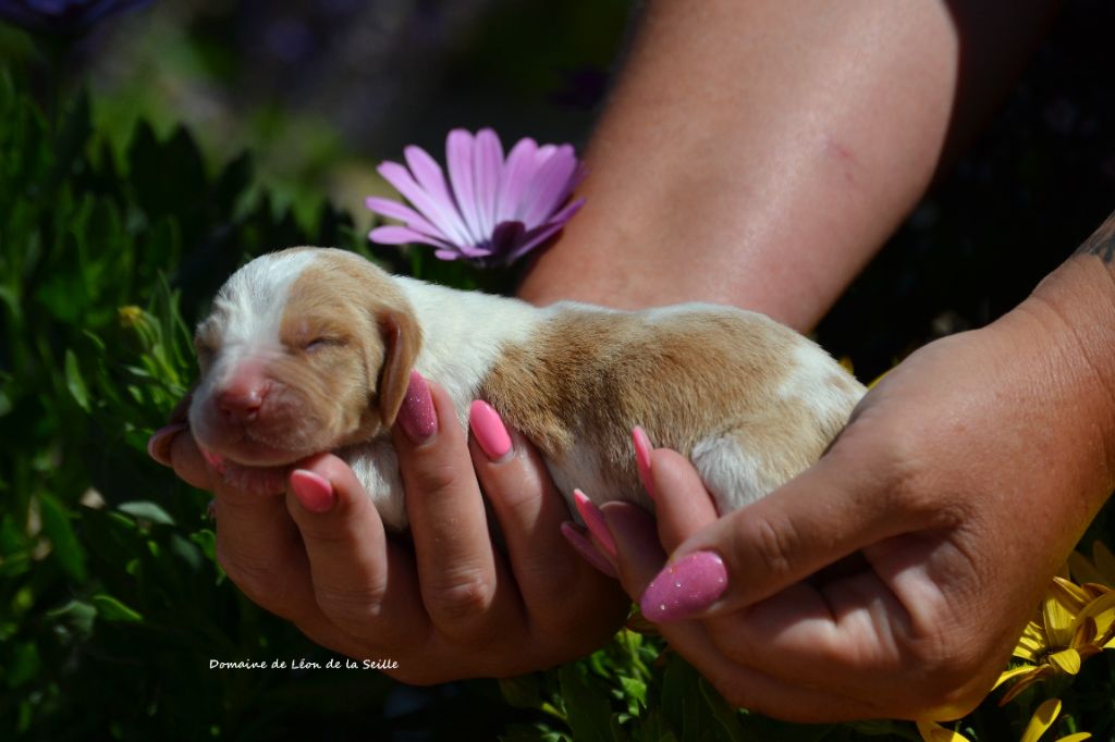 du Domaine De Léon De La Seille - Chiots disponibles - Basset Hound
