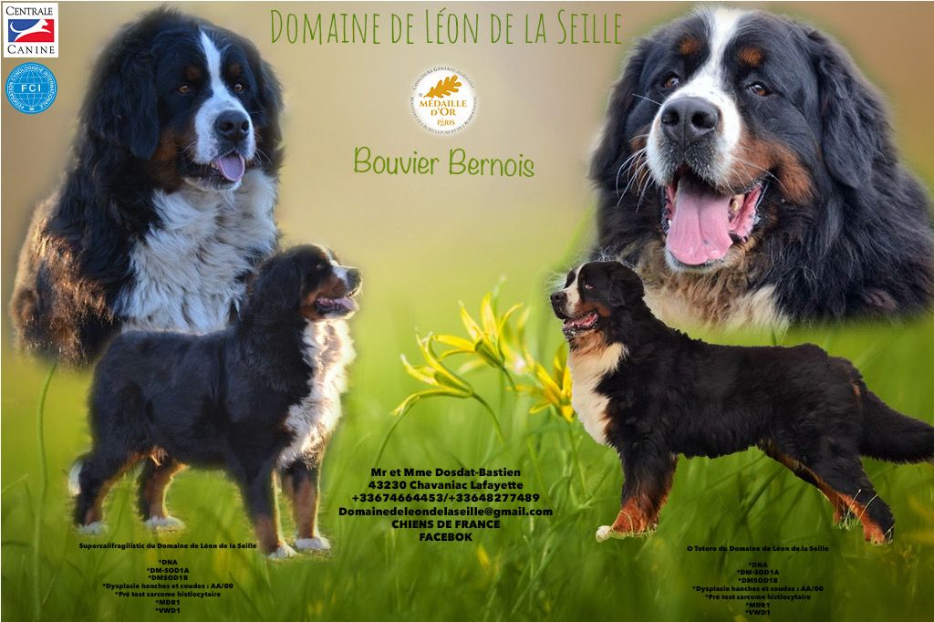 Chiot Bouvier Bernois du Domaine De Léon De La Seille