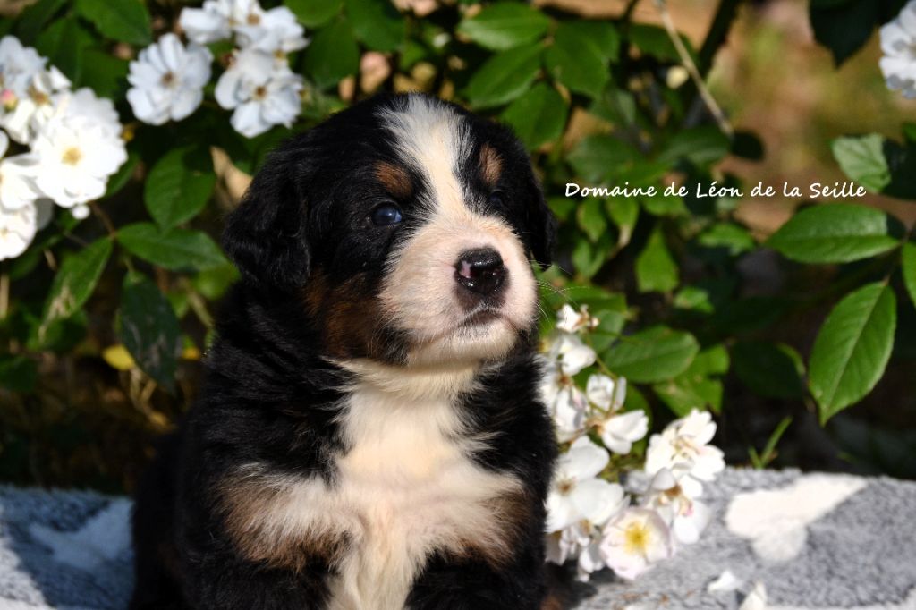 du Domaine De Léon De La Seille - Chiots disponibles - Bouvier Bernois