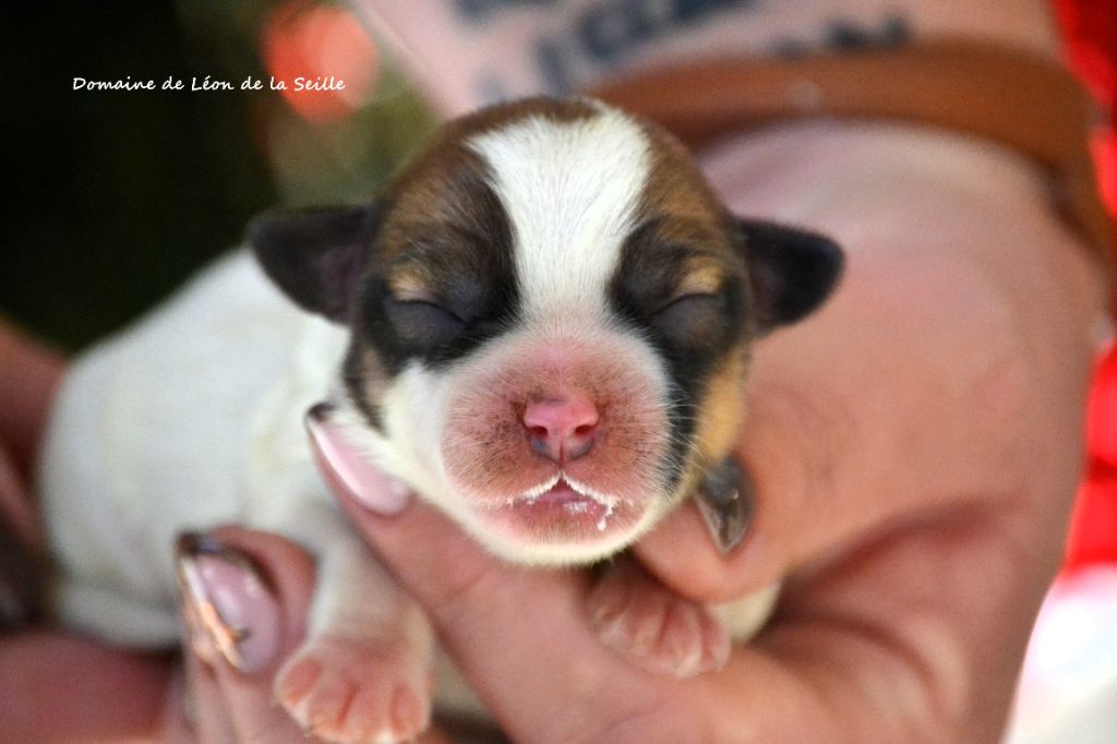 du Domaine De Léon De La Seille - Chiots disponibles - Jack Russell Terrier