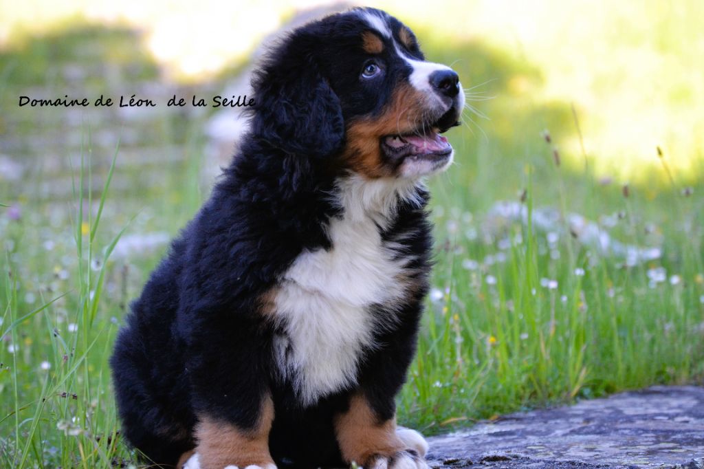 du Domaine De Léon De La Seille - Chiots disponibles - Bouvier Bernois