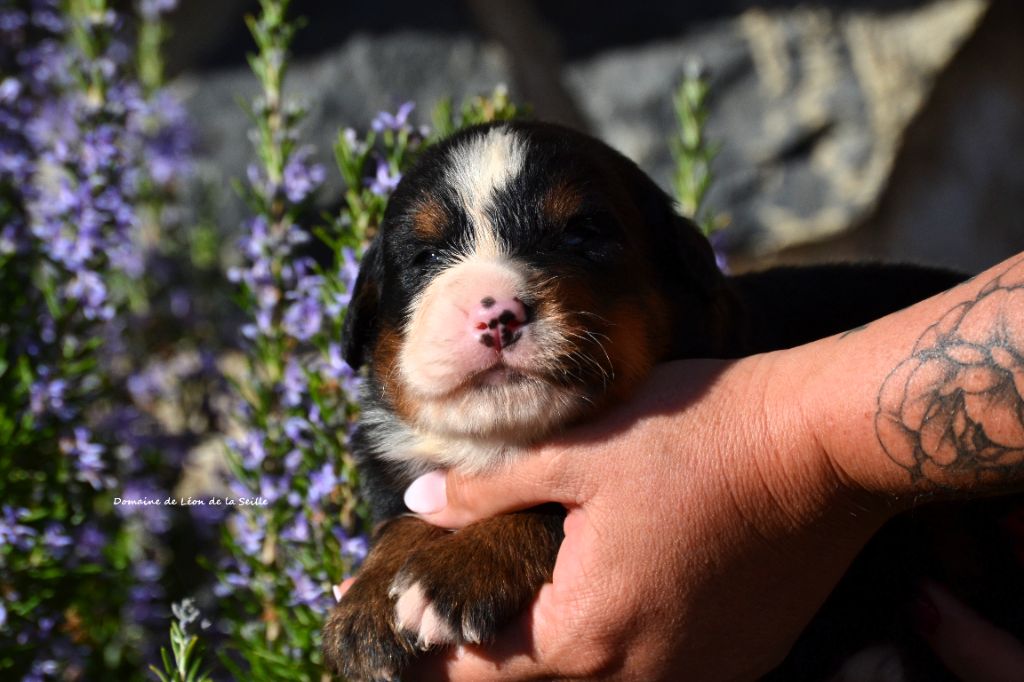 du Domaine De Léon De La Seille - Chiots disponibles - Bouvier Bernois