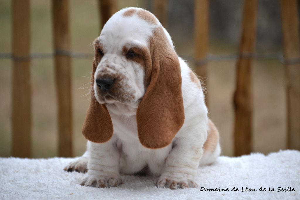 du Domaine De Léon De La Seille - Chiots disponibles - Basset Hound