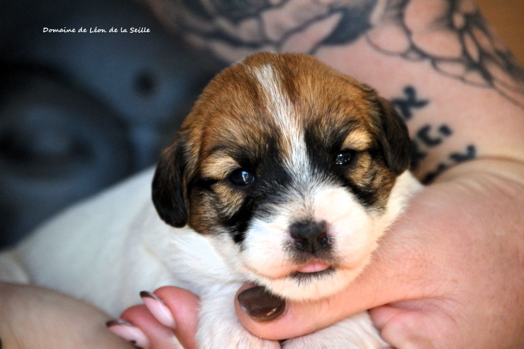 du Domaine De Léon De La Seille - Jack Russell Terrier - Portée née le 18/12/2025