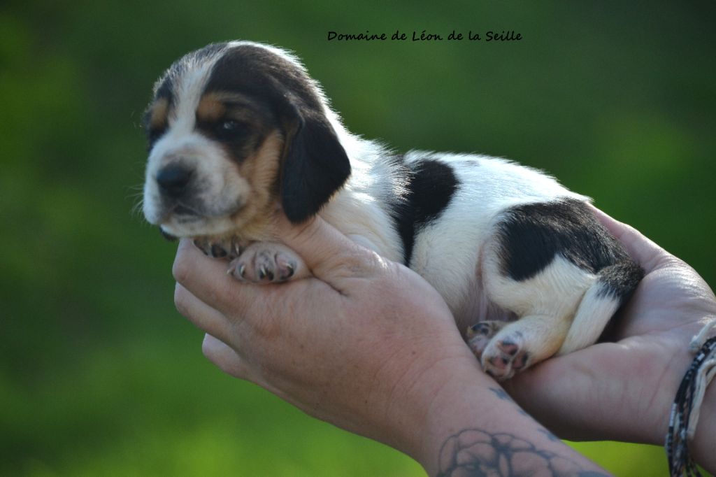 du Domaine De Léon De La Seille - Chiots disponibles - Basset Hound