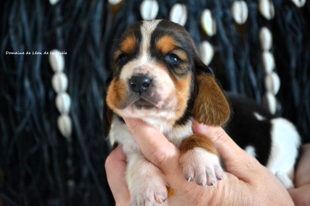 du Domaine De Léon De La Seille - Chiots disponibles - Basset Hound