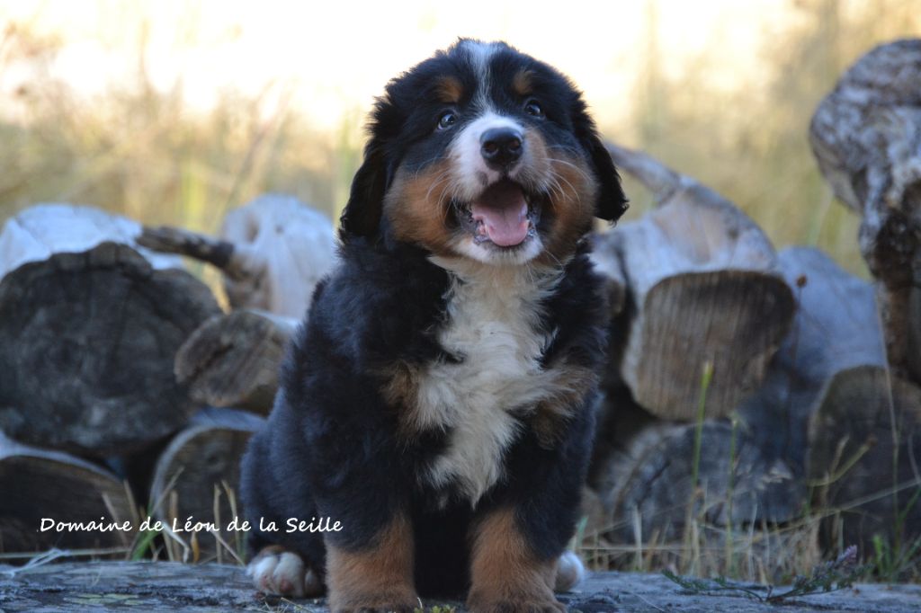 du Domaine De Léon De La Seille - Chiots disponibles - Bouvier Bernois
