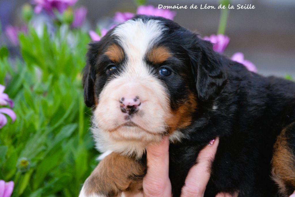 du Domaine De Léon De La Seille - Chiots disponibles - Bouvier Bernois