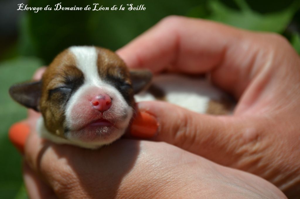 Chiot Jack Russell Terrier du Domaine De Léon De La Seille